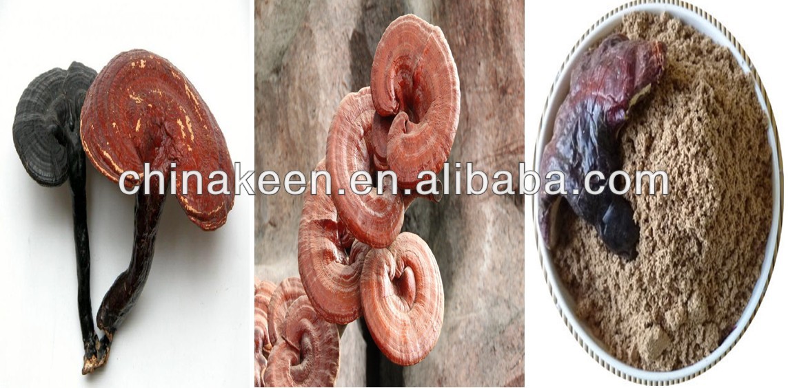 Reishi Mushroom P.E Ganoderma Polysaccharides