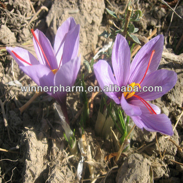 Top grade and Best price natraul Tibet Saffron,Saffron extract