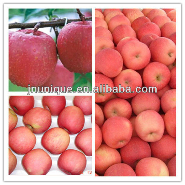 fresh fruits,chinese fruits,fresh fuji apple for sale,China Unique