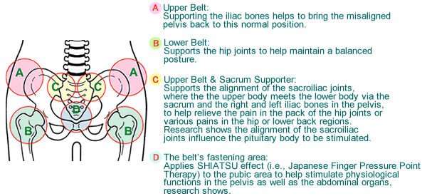 Type Of Pelvis