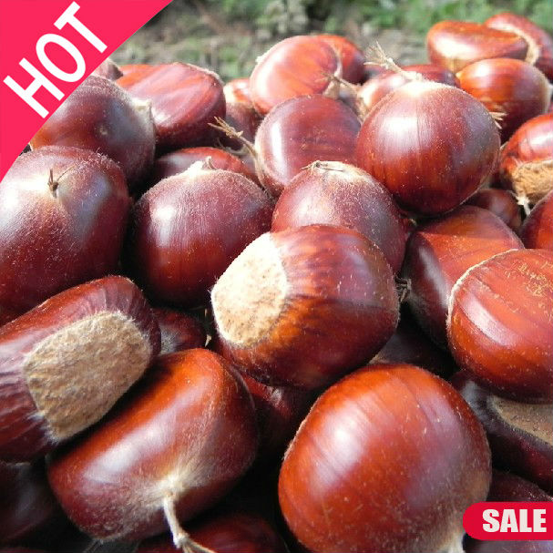 Buy organic fresh chestnuts