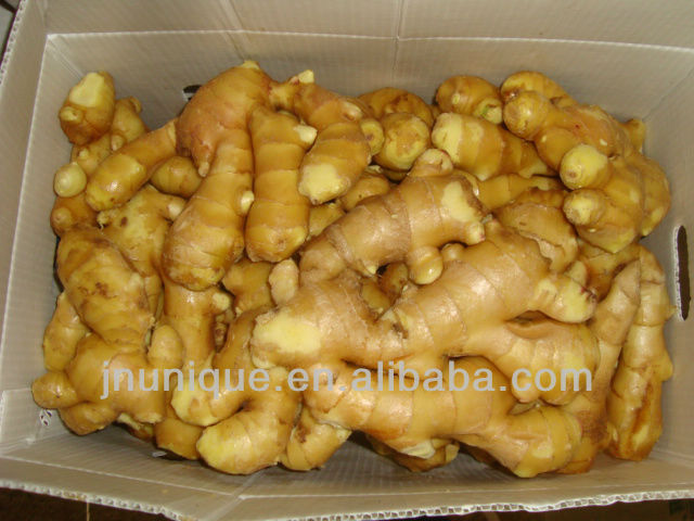 importers of spices yellow ginger crops/ plant tissue culture labs