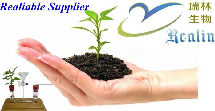 Factory Supply Green Tea Theanine,L-Theanine Powder,L-Theanine