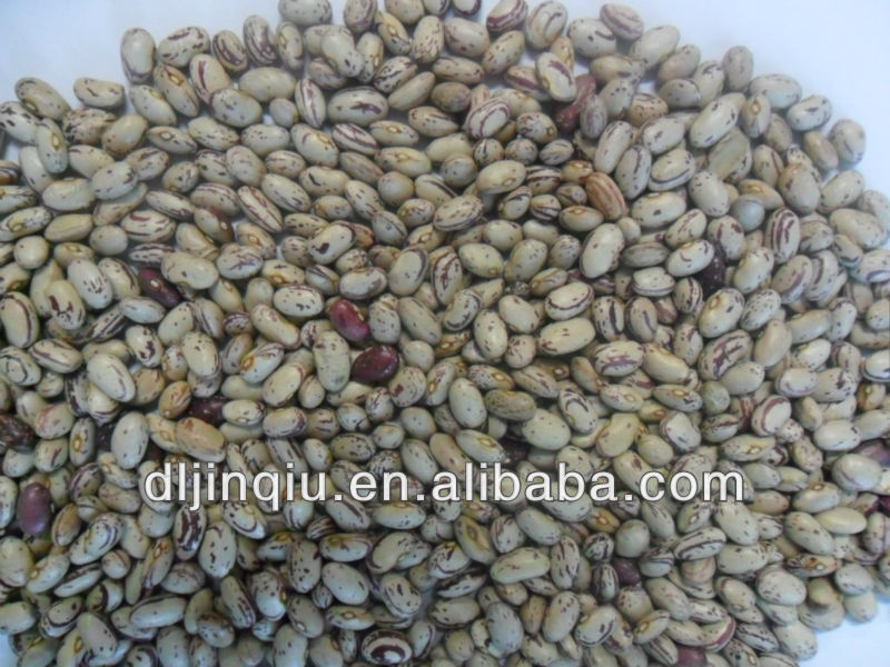 hps light speckled kidney beans round shape 2013 crop