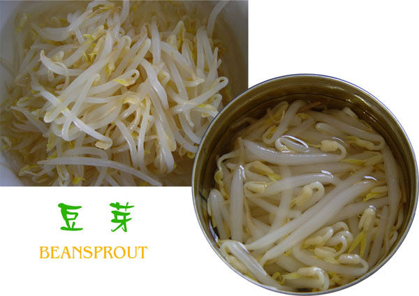 Canned Soy Bean Sprout in Glass Jar
