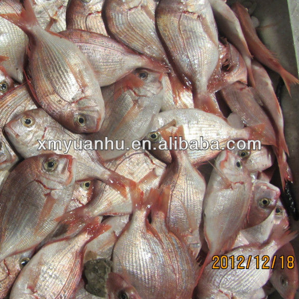 seabream 4.jpg