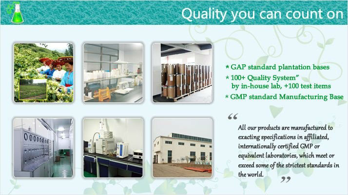 Organic Green Tea Extract,Natural Green Tea Extract Powder,Green Tea Polyphenol
