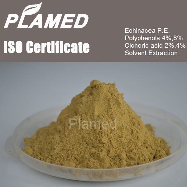 Natural echinacea extract 4%,echinacea extract powder