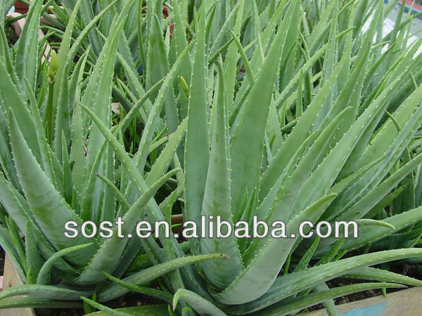 Plant Herbal Extract Powder Aloe Vera Manufacturer