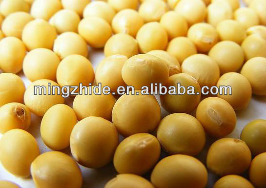 green mung beans specification