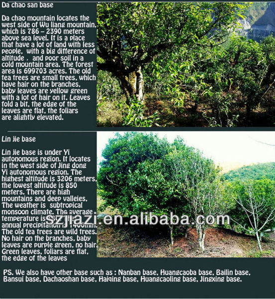 Raw Puer green tea brand names