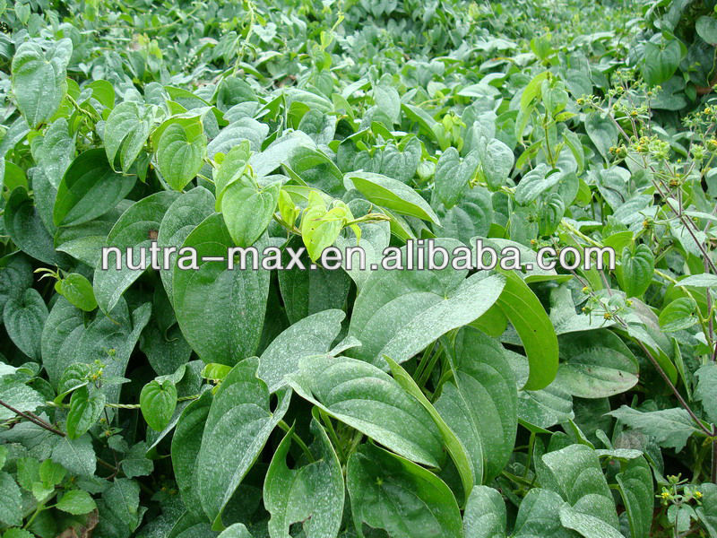 NutraMax Supplier - 6%~98% Wild Yam Extract Diosgenin (CAS : 512-04-9)