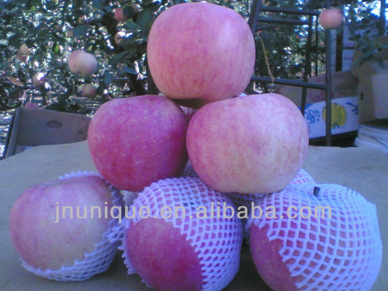 bulk apples,fresh apple fruit for sale