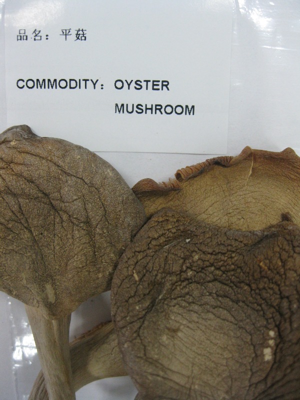 Oyster mushroom vacuum packed and oyster mushroom price
