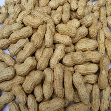 flavour roasted peanut in shell