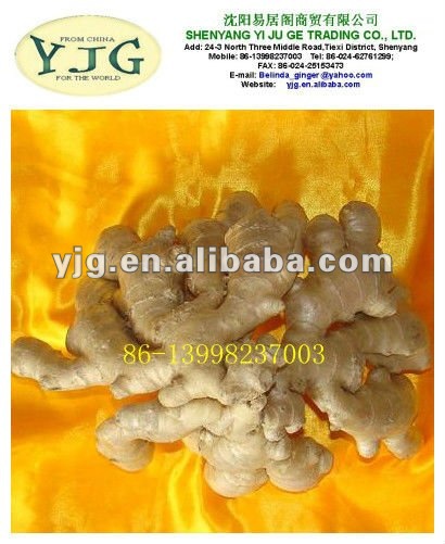 2012 new crop fresh and dried organic ginger with the size of 100g&up