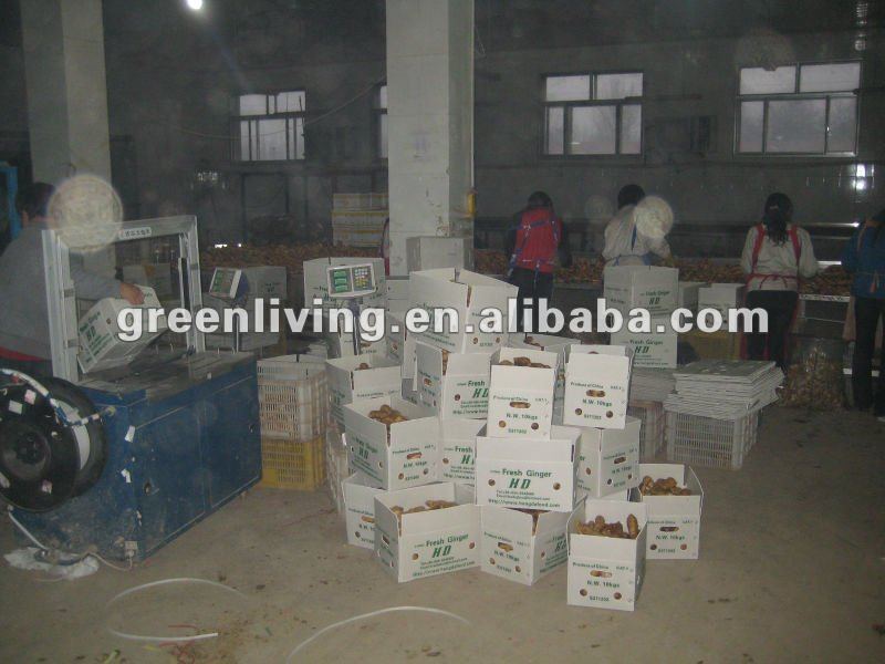 dried ginger export price(calciuum bag,carton,mesh bag)
