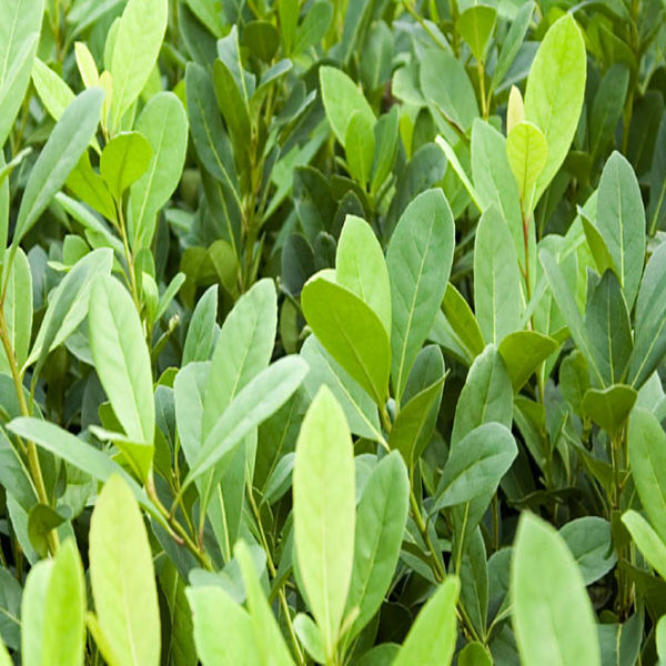 Top Quality Yerba Mate Extract Powder at Factory Price
