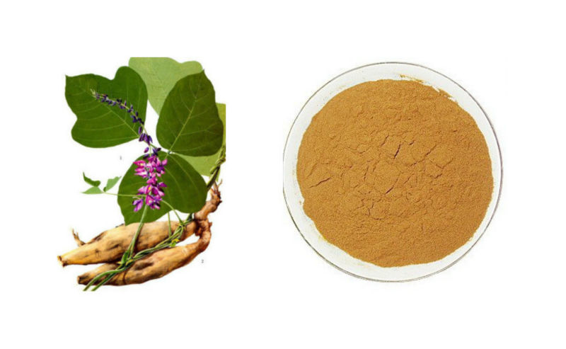 cocoa seed extract powder p.e 20% theobromine kudzu root p.e.