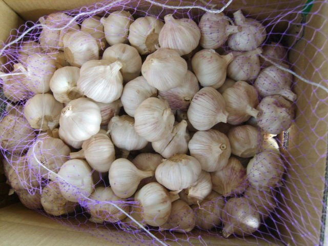 iqf garlic cubes with FDA,OU KOSHER,HACCP
