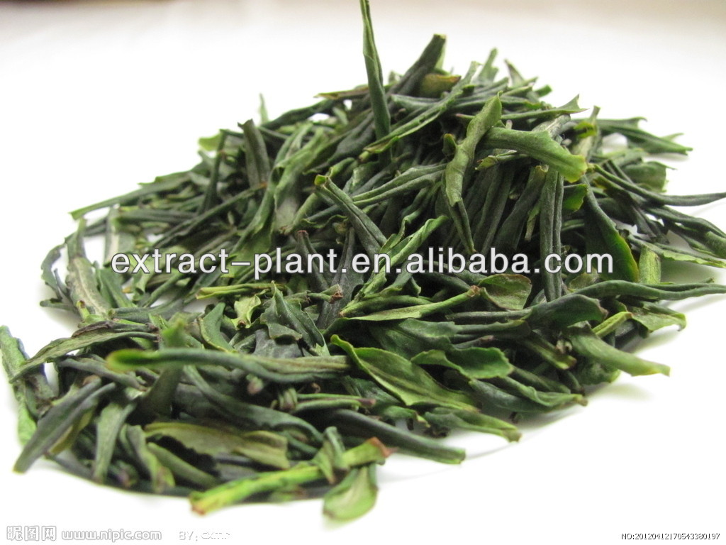 Chinese Green Tea Extract with 95% tea polyphenol