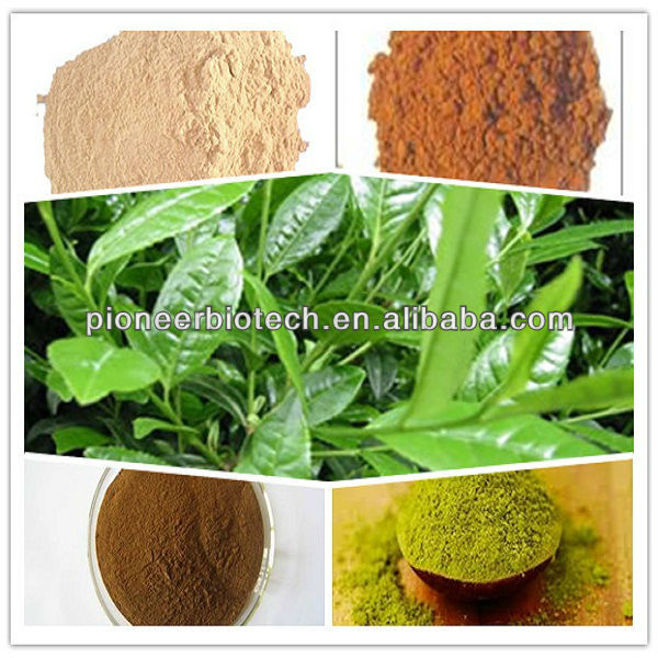 Black Tea Extract from GMP ISO HACCP certified manufacture