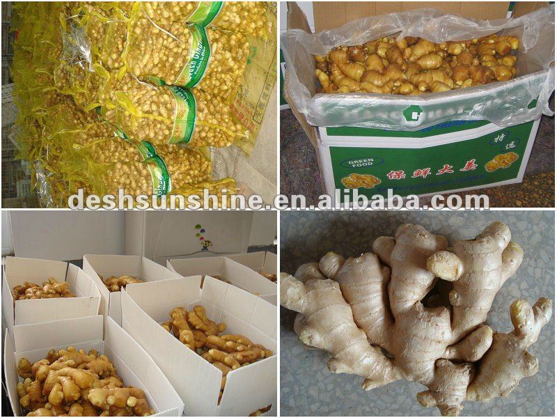 Grade A fresh ginger in china(100-350g)