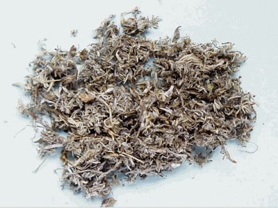 Organic Herb on Organic Capillary Wormwood Herb Products  Buy Organic Capillary