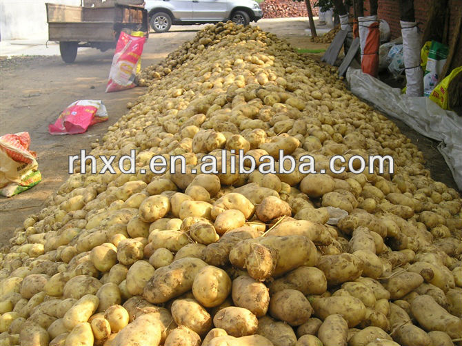Fresh potatoes/2013 fresh potato price per ton,China RHXD price