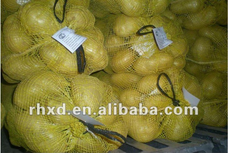 Fresh Holland Potato exporter