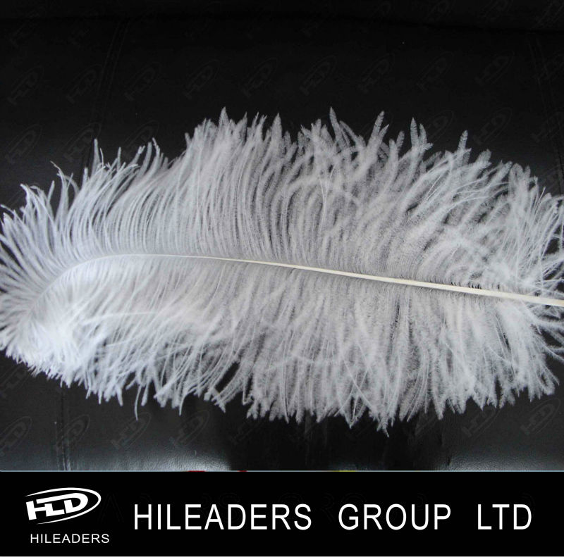 ostrich feather.jpg