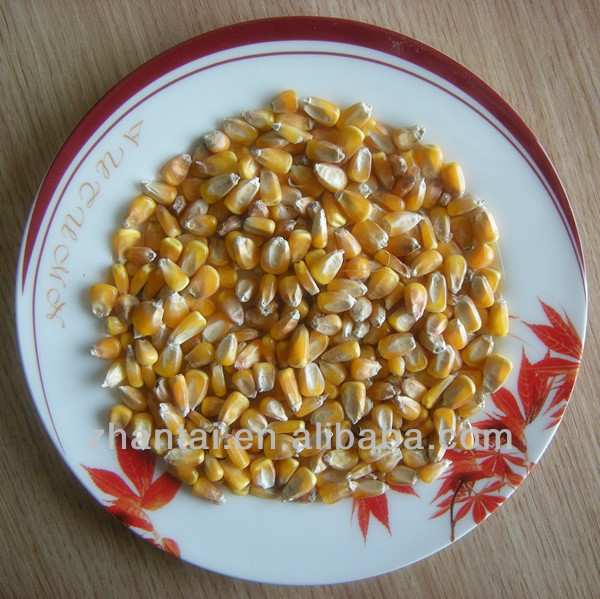 no-gmo corn feed in bulk for sale