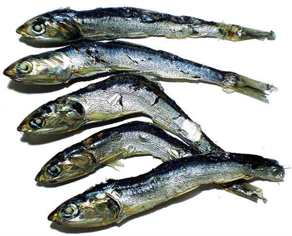 Niboshi (dried sardines) [N] 10kg Box for Ramen Noodle Cuisine / for fresh ramen noodle