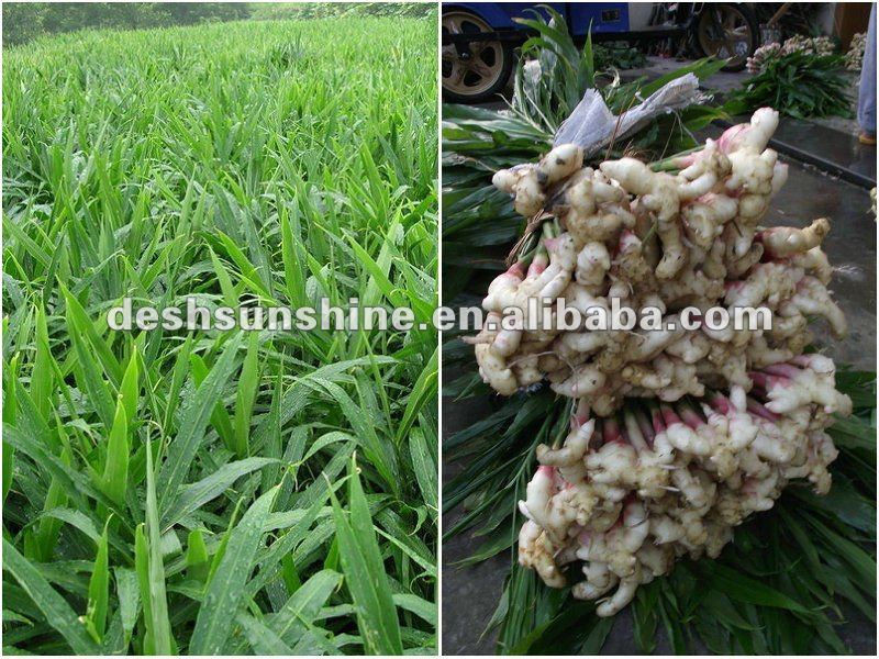 Top Quality 2012 New Crop Fresh Ginger
