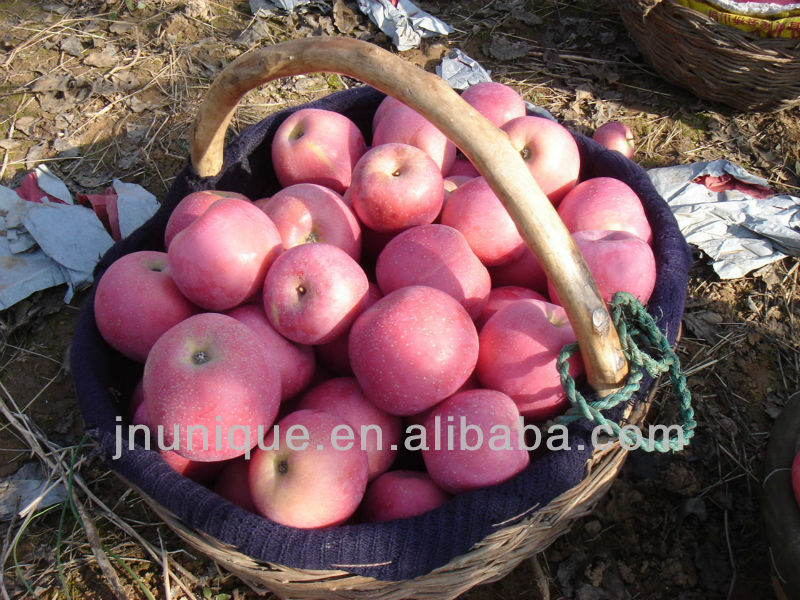 rcustard apple fruit/ed fuji apple,sweet apple fruit/wood apple fruit