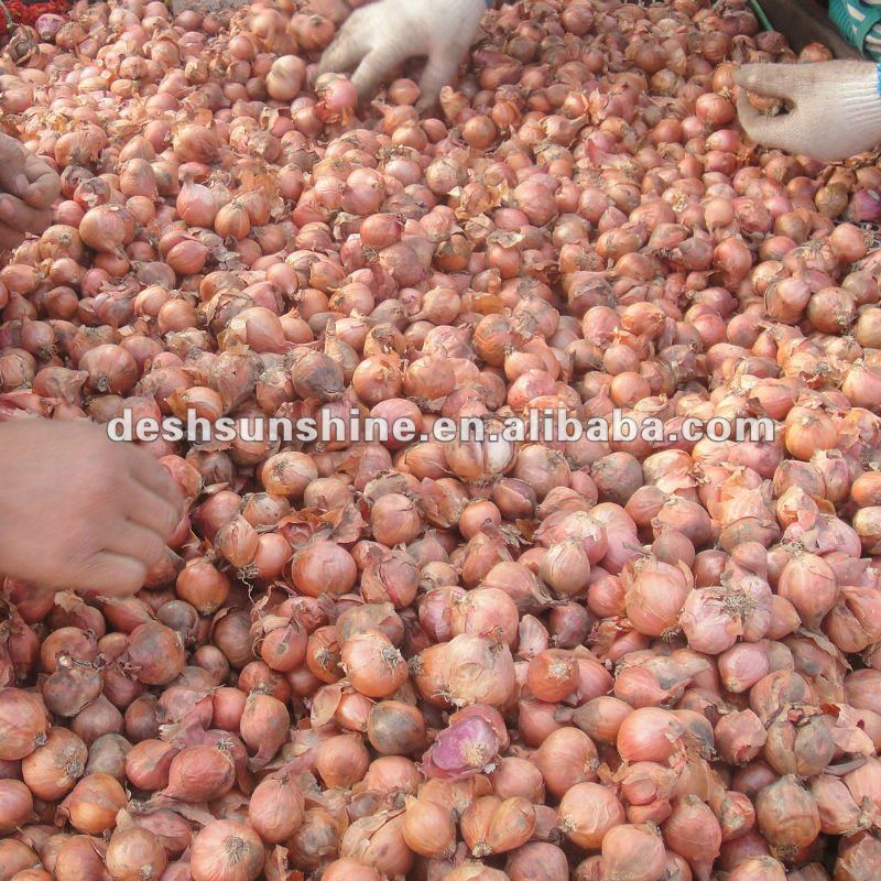2012 New Corp Red Fresh Onions Exporter