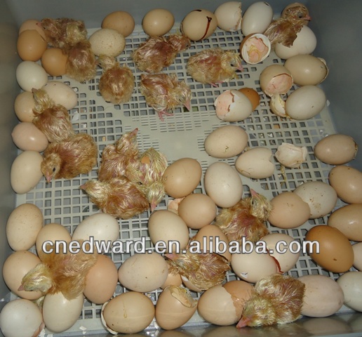 How to make a egg incubator for chicken eggs Guide  incubator Chicken