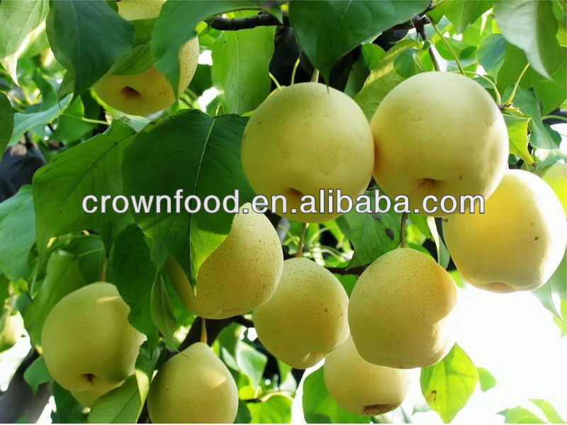 fresh better a10 canned pear