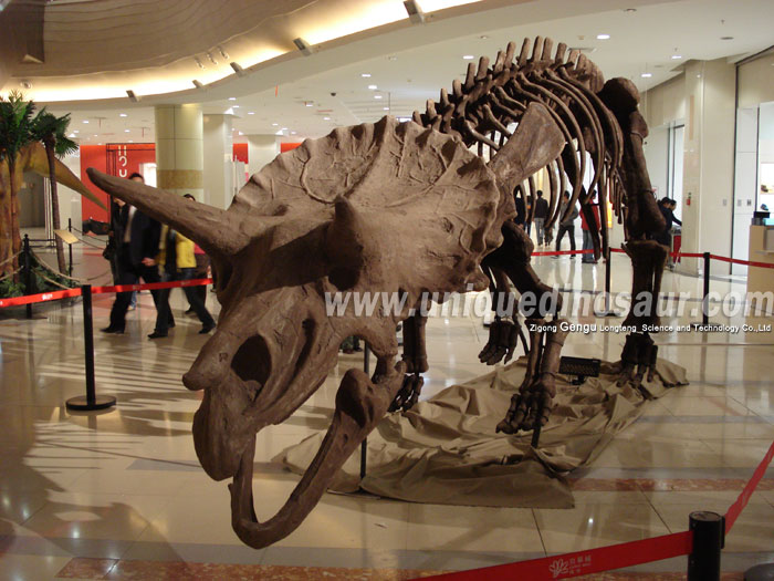 Triceratops-Skeleton-1.jpg