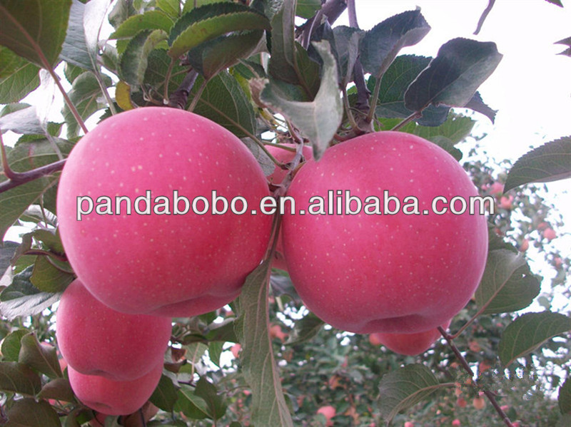 fresh fuji apple royal gala apple red delicious golden apple with different package,China