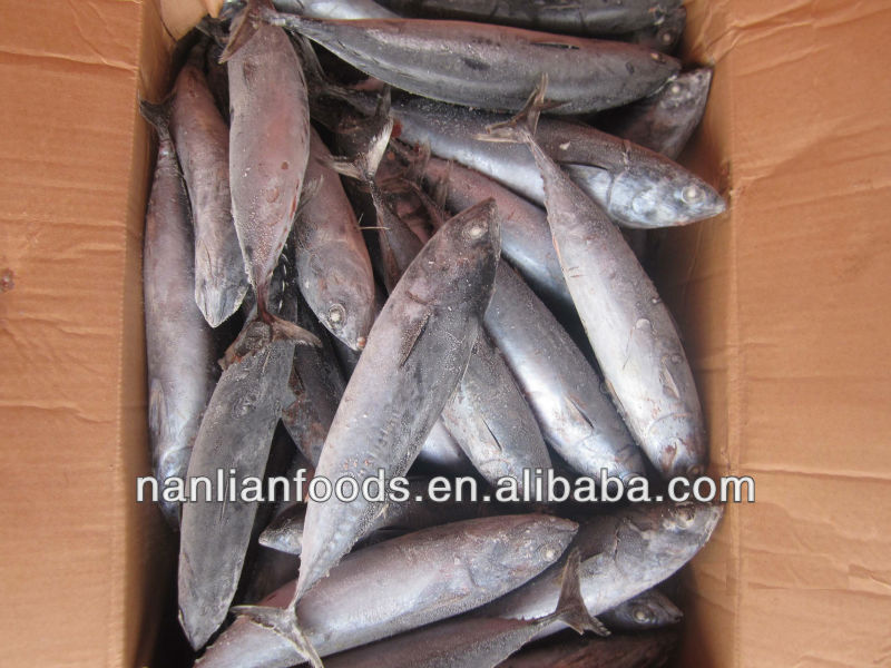 bonito-2