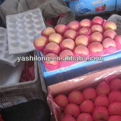 export Red apple in lowest price for buyer who bulk buy from china