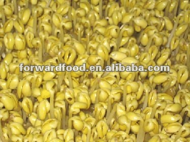 canned soybean sprouts in glass jars
