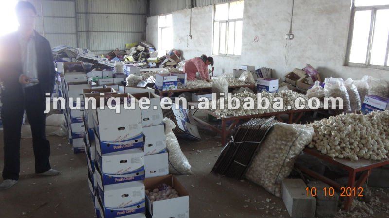 Best dates vegetables fresh garlic export in reefer container