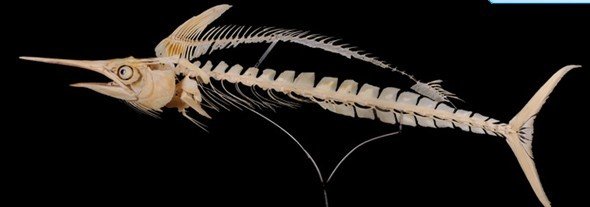 Sailfish Skeleton Sailfish Skeleton