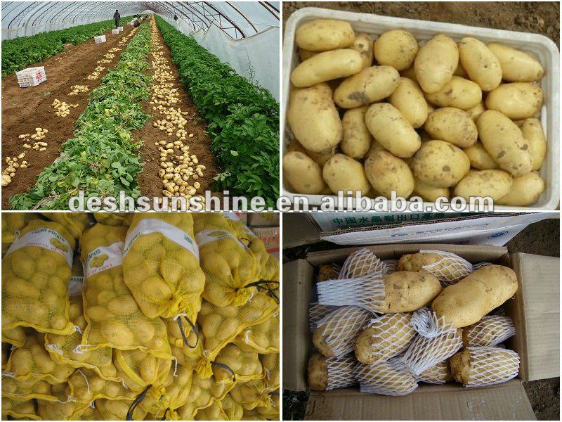 Export 2012 new crop holland potato price