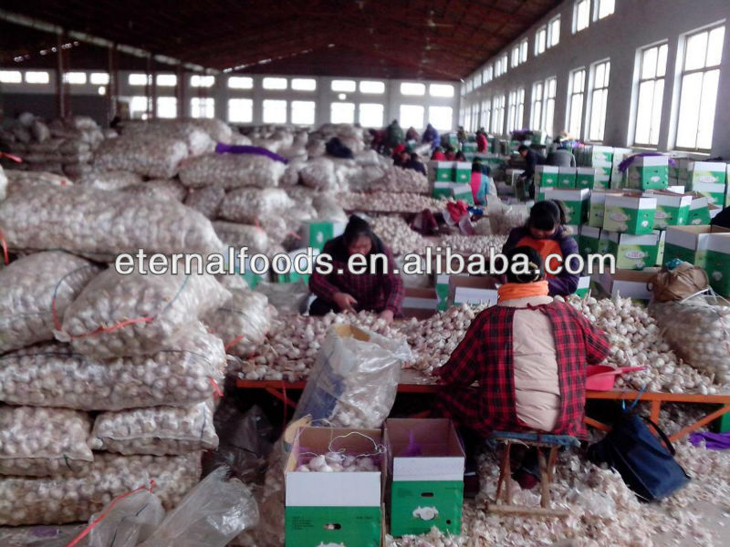 export 5.5cm pure white garlic to canada