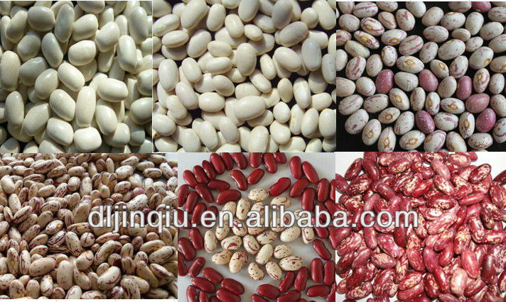 2013 crop White kidney bean japanese type