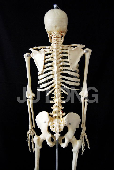 human skeleton model. Human skeleton model