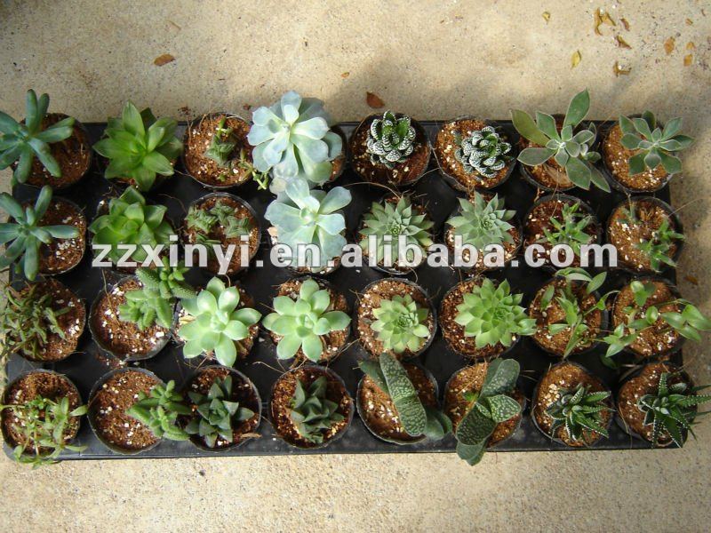 Mini Succulent Plants